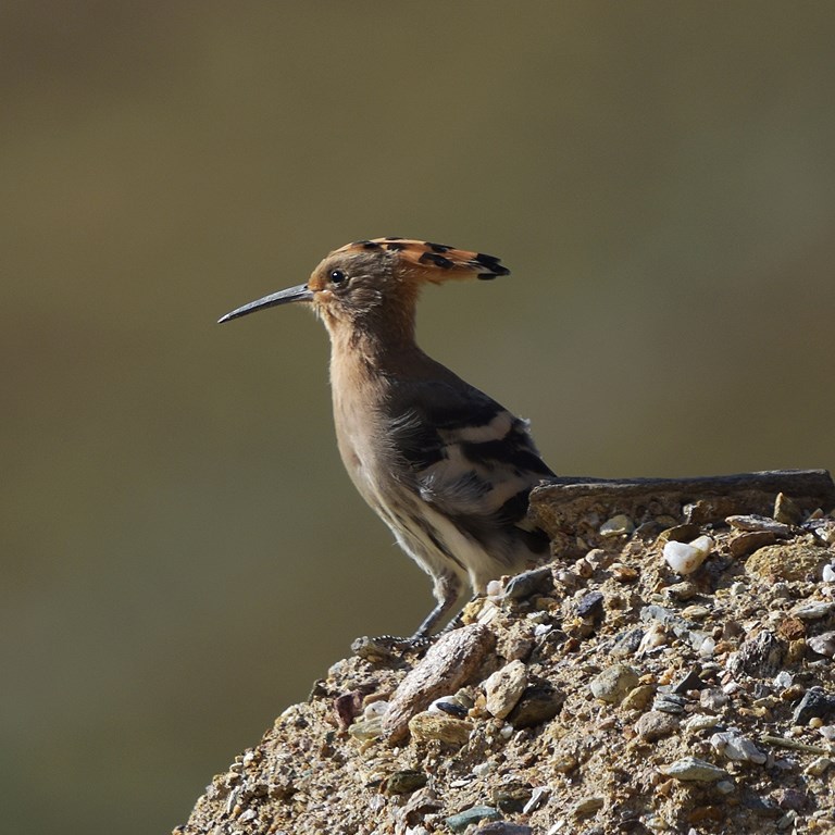 Voyage d’Aventure d’Oiseaux et de la Faune sur le Plateau Qinghai-Tibet