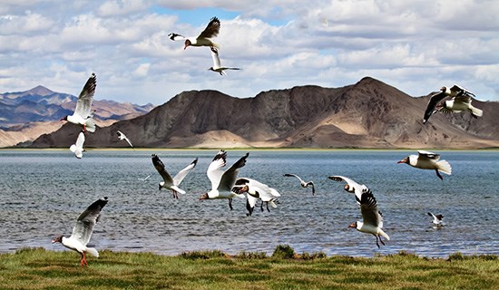 Pangong Tso