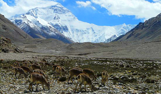 Réserve Naturelle Nationale de Qomolangma