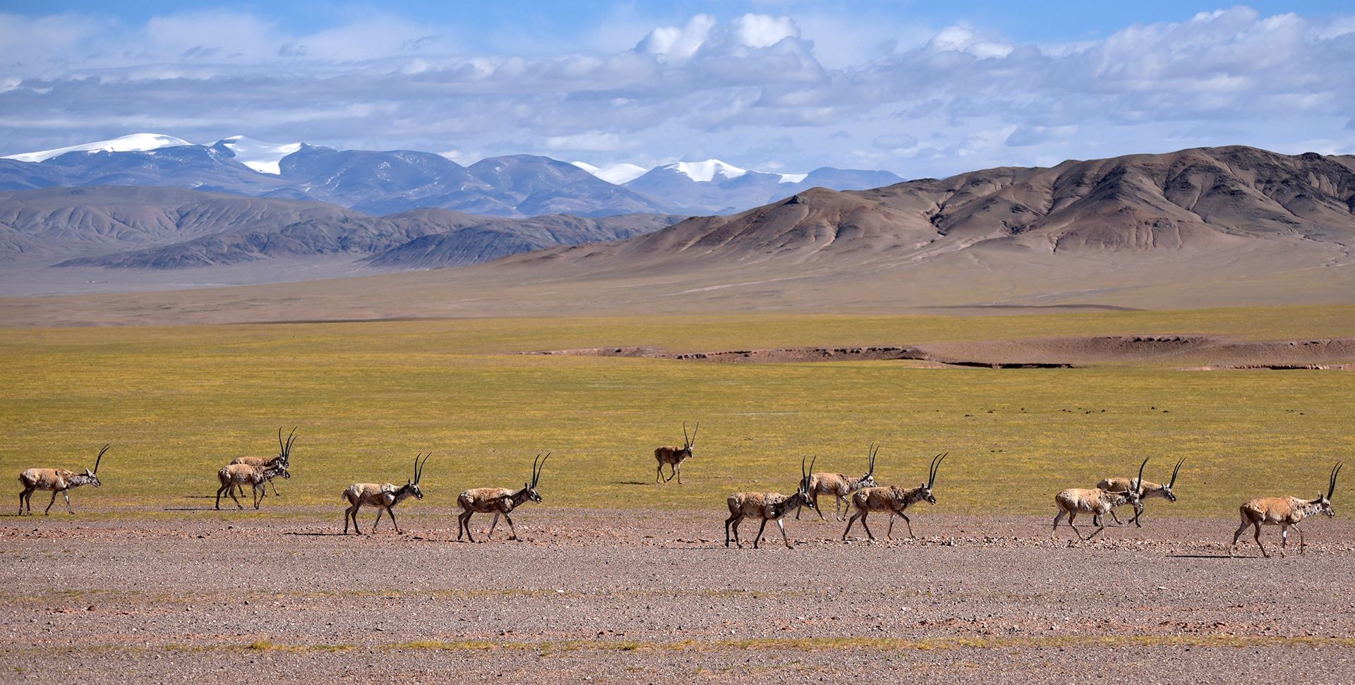 Réserve Naturelle Nationale de Qiangtang