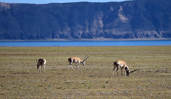 Réserve Naturelle Nationale de Qiangtang