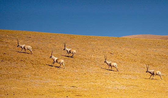 Réserves Naturelles du Tibet