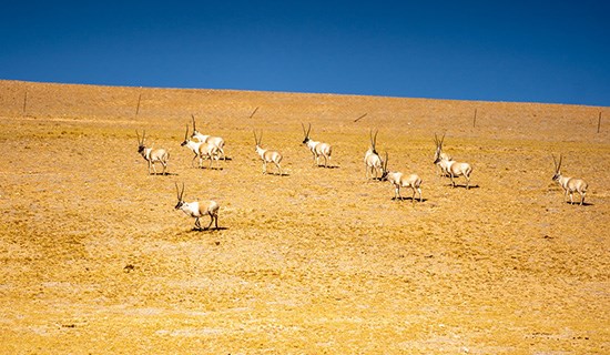 Richesse Naturelle Tibétaine