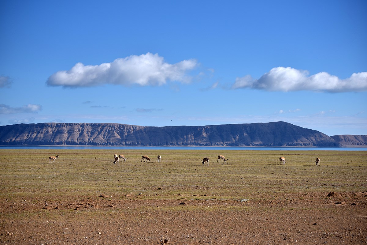 Tibetan Antelope at Serling Tso | Photo par Liu Bin