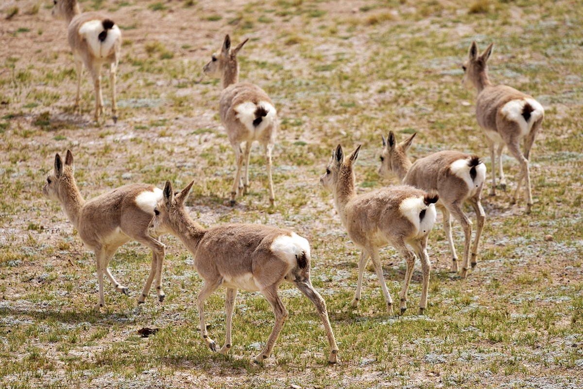 Tibetan Gazelles near Nima | Photo par Liu Bin