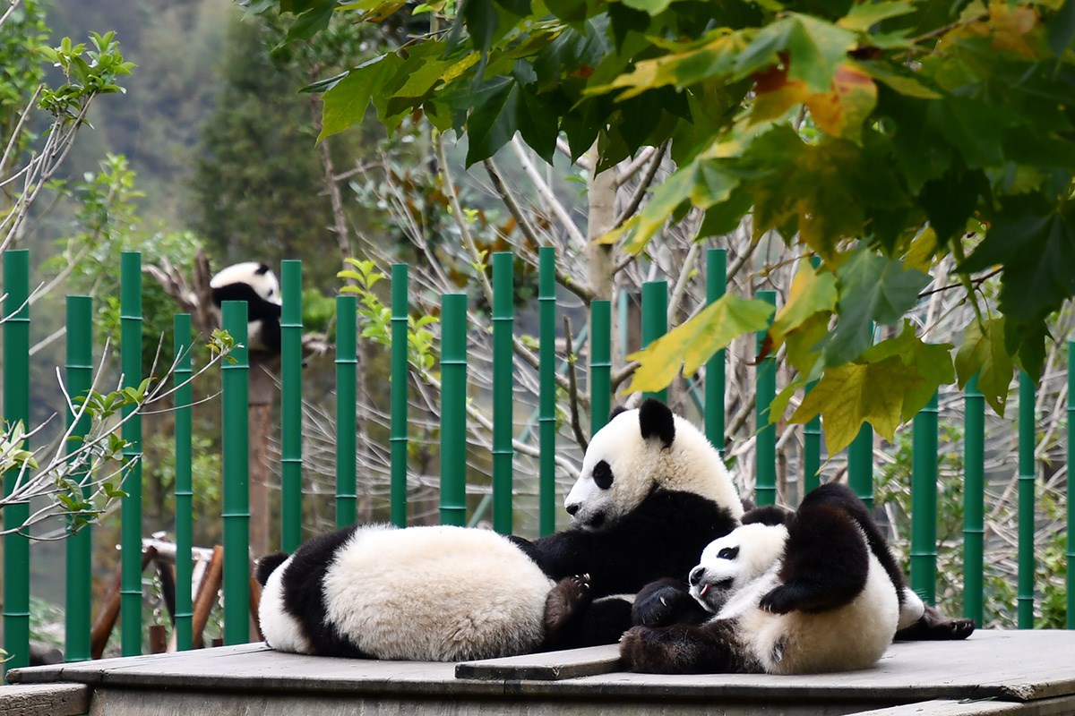 Panda in Wolong | Photo par Liu Bin
