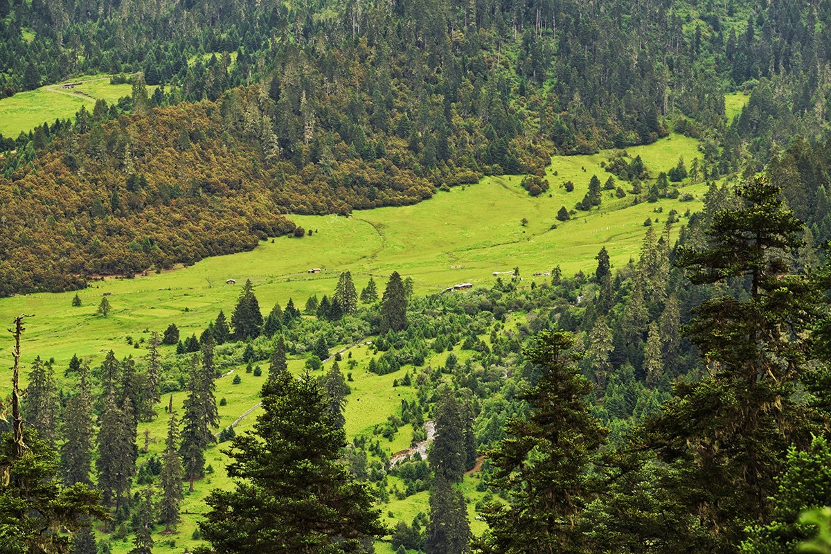 Forest in Lulang | Photo par Liu Bin
