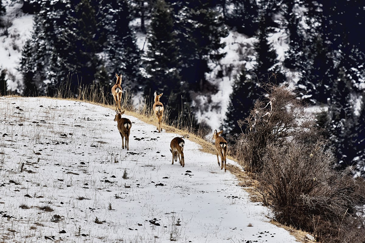 Sika Deer in Tiebu Reserve | Photo par Liu Bin 