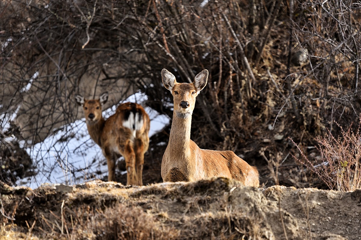 Sika Deer in Tiebu Reserve | Photo par Liu Bin 