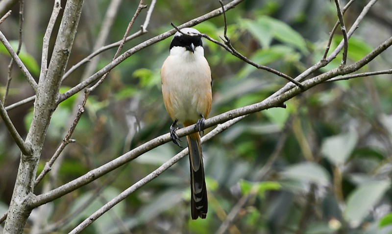 Long-tailed Shrike