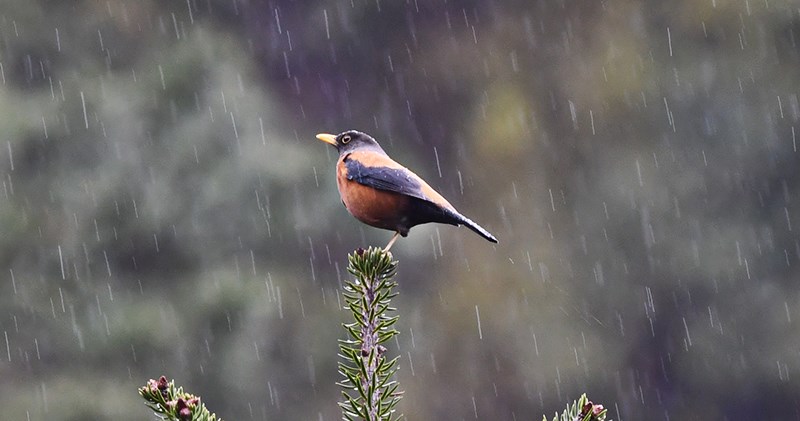 Kessler’s Thrush