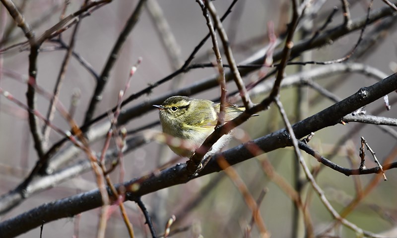 Yellow-browed Warbler