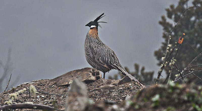 Koklass Pheasant