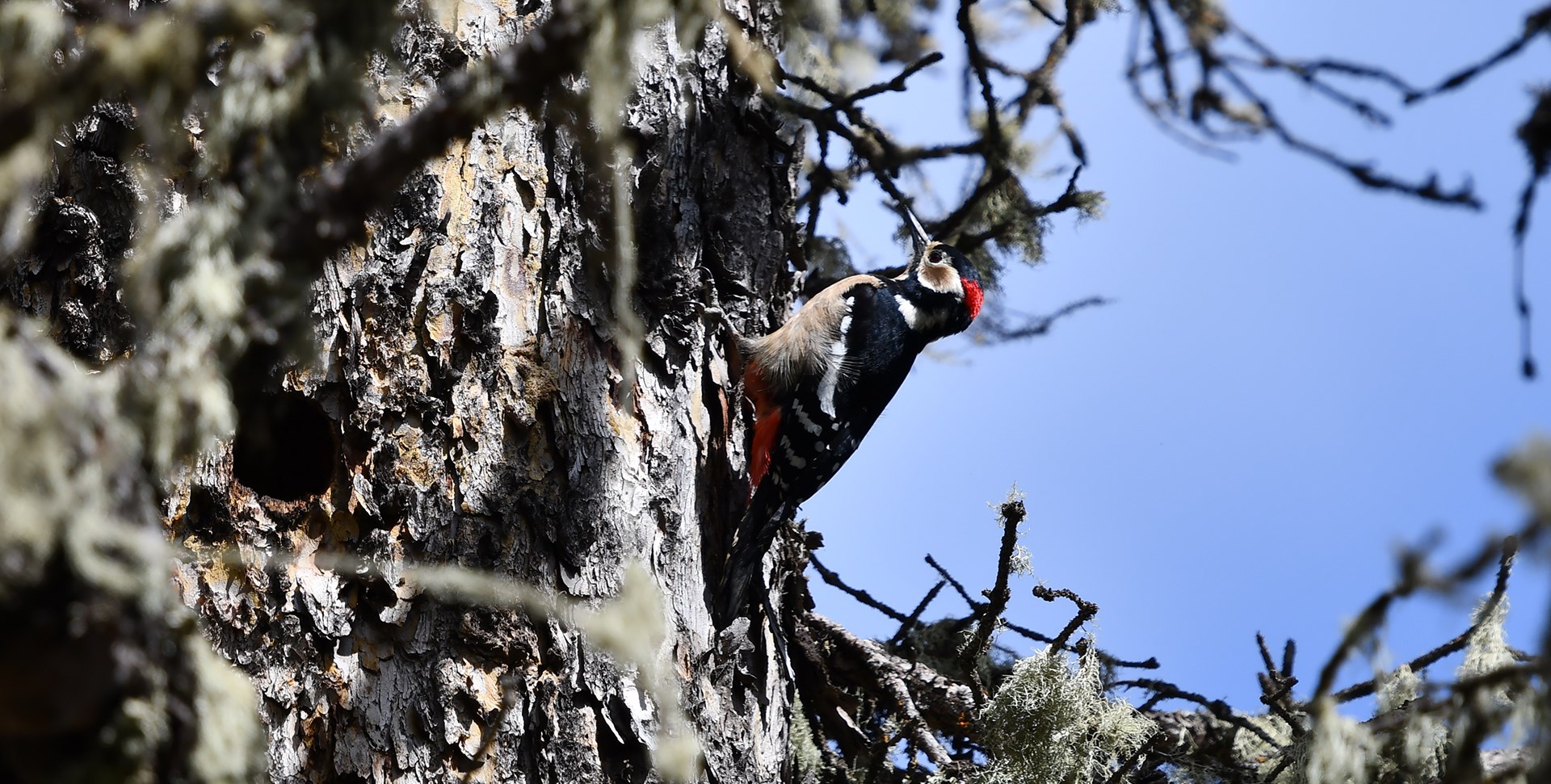 Voyage d’Observation des Oiseaux à l’Ouest du Sichuan