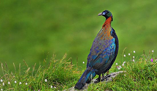 Voyage d’Observation des Oiseaux à l’Ouest du Sichuan