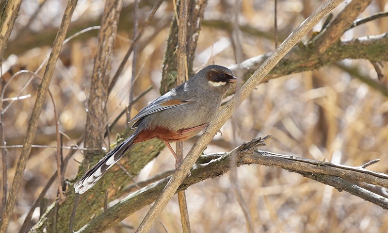 Brown-cheeked Laughingthrush