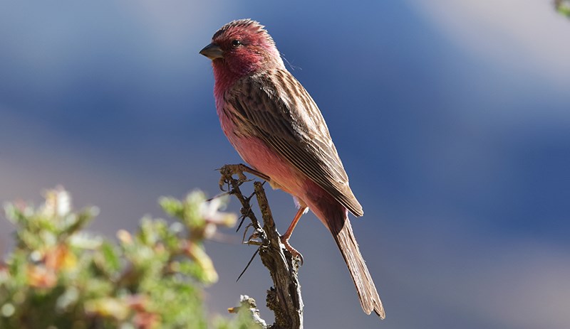 Streaked Rosefinch