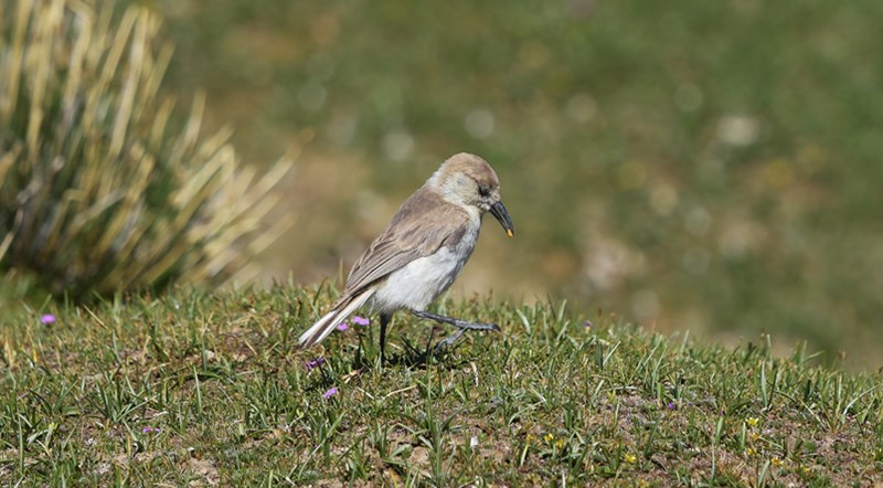 Ground Tit