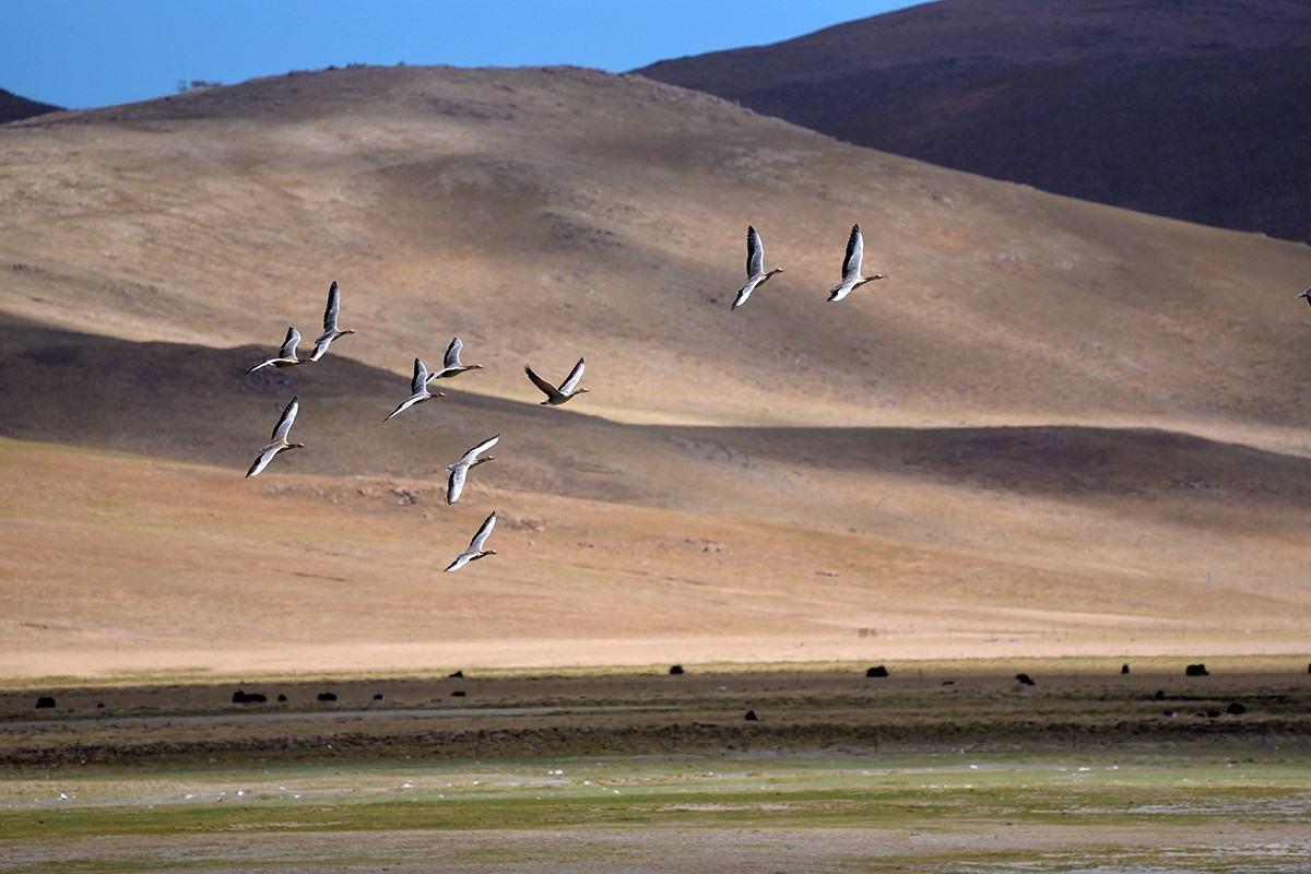 Bar Headed Goose | Photo par Liu Bin