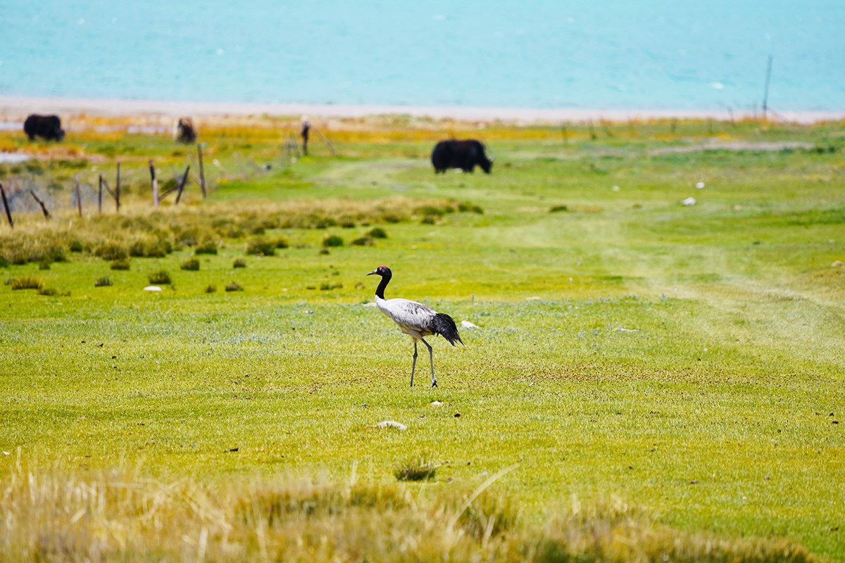Black Necked Crane | Photo par Liu Bin