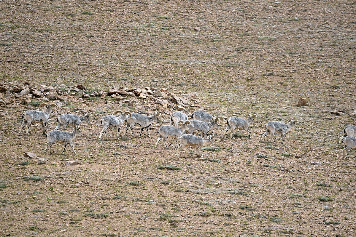 Blue Sheep | Photo par Liu Bin