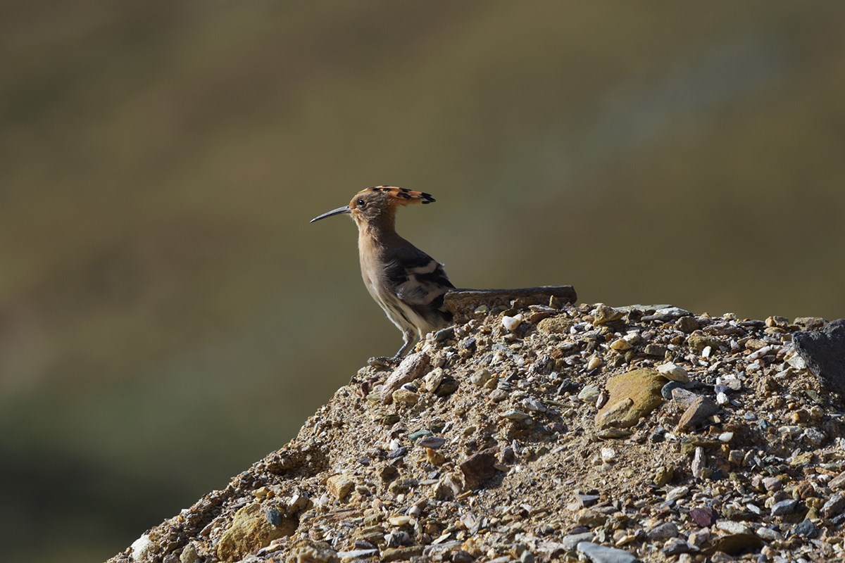 Eurasian Hoopoe | Photo par Liu Bin