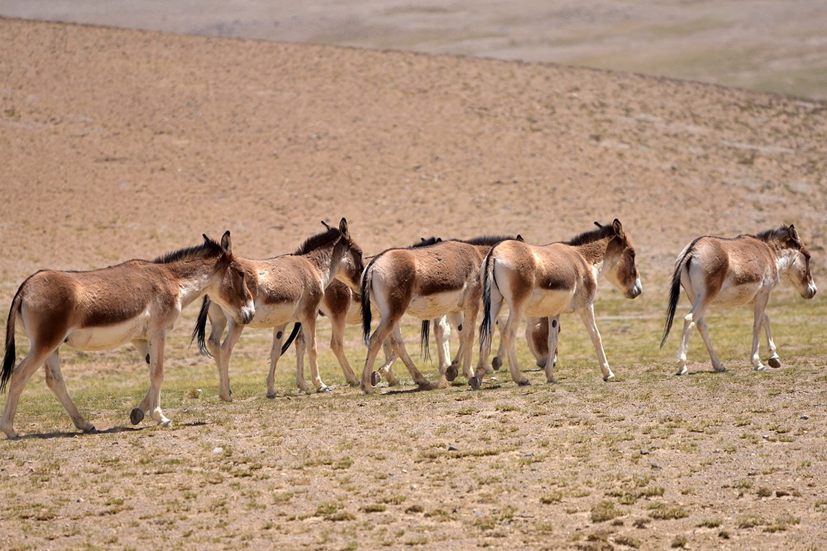 Kiang | Photo par Liu Bin