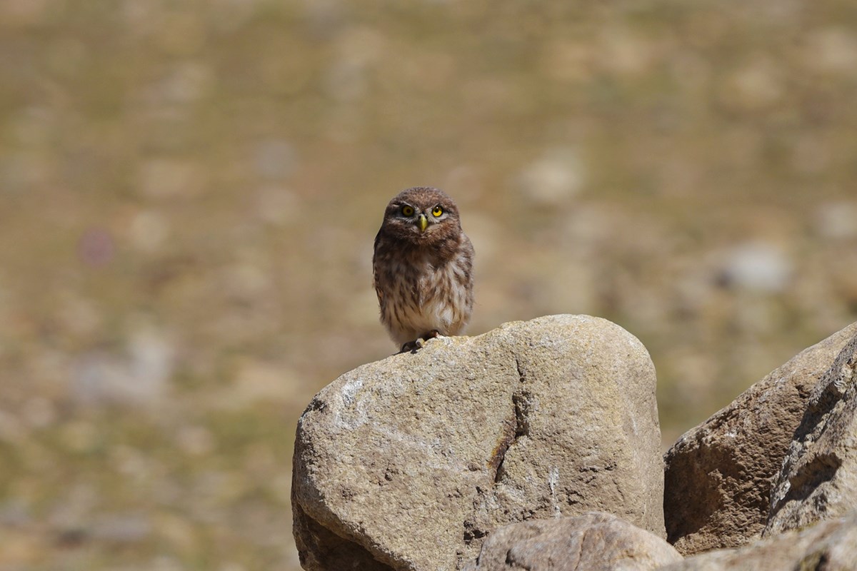 Little Owl | Photo par Liu Bin