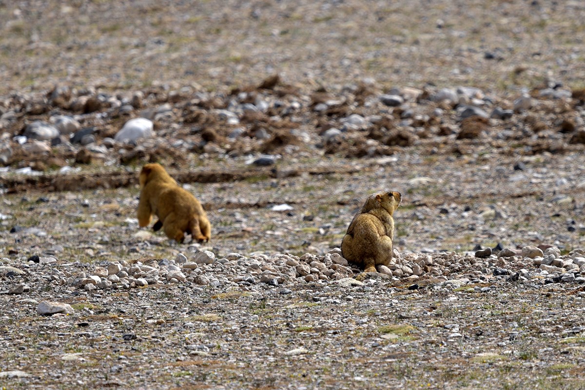 Marmot | Photo par Liu Bin
