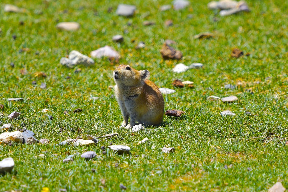 Pika | Photo par Liu Bin