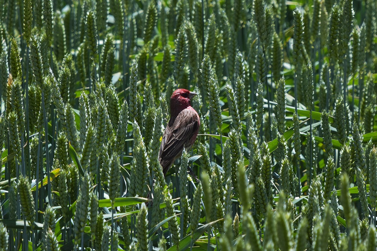 Pink Rumped Rosefinch | Photo par Liu Bin