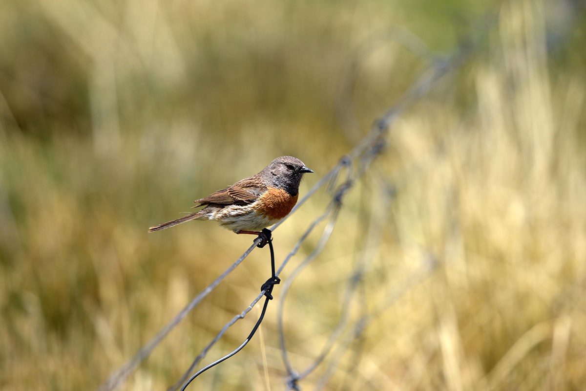 Robin Accentor | Photo par Liu Bin
