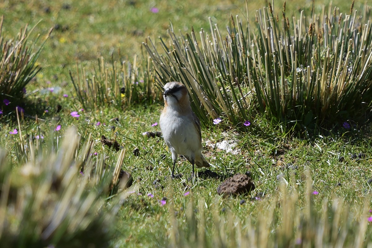 Rufous Necked Snowfinch | Photo par Liu Bin