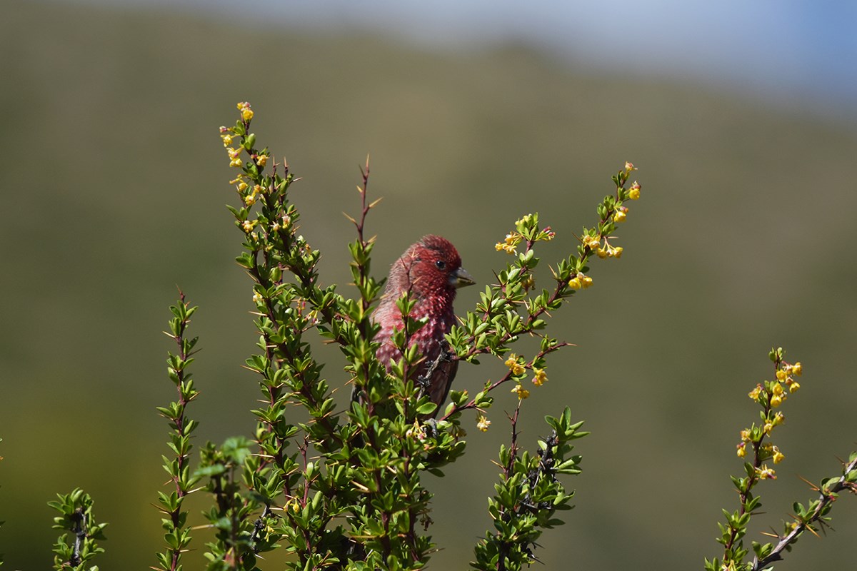 Streaked Rosefinch | Photo par Liu Bin