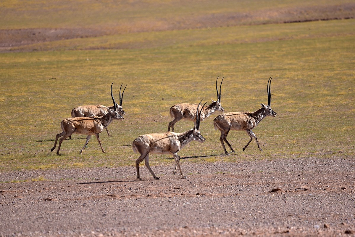 Tibetan Antelope | Photo par Liu Bin