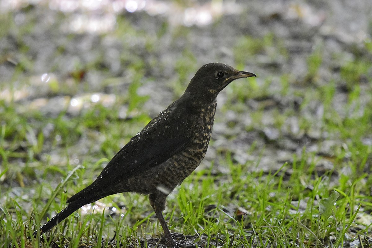 Tibetan Blackbird | Photo par Liu Bin