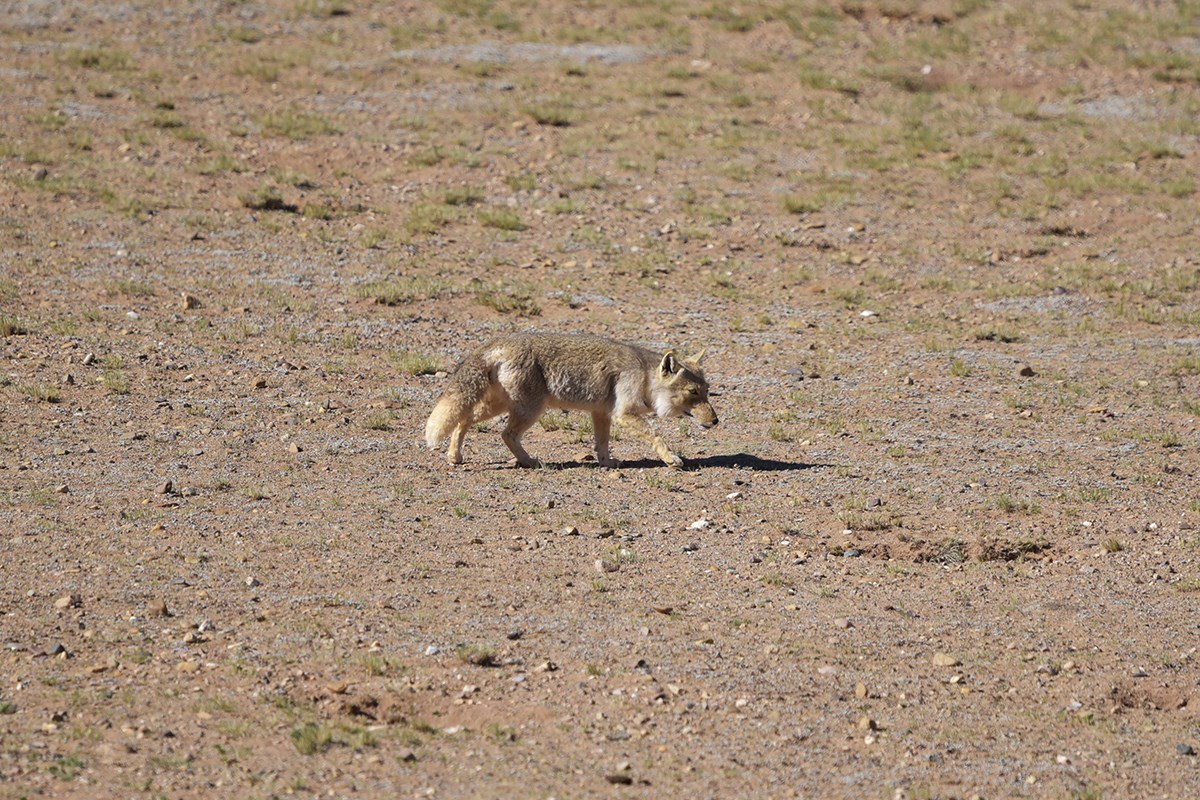 Tibetan fox | Photo par Liu Bin