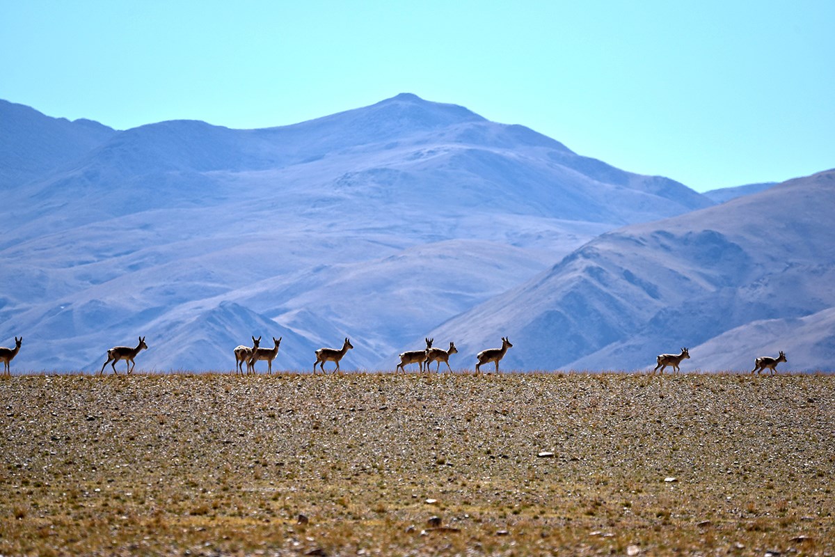 Tibetan Gazelle | Photo par Liu Bin