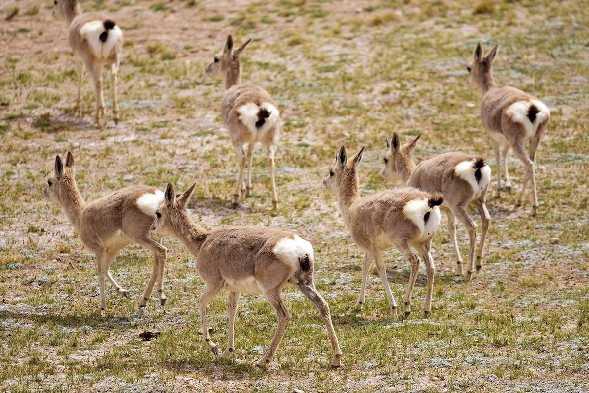 Tibetan Gazelle | Photo par Liu Bin