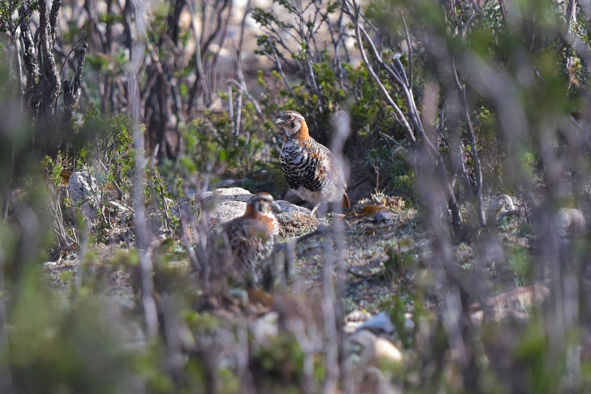 Tibetan Partridge | Photo par Liu Bin