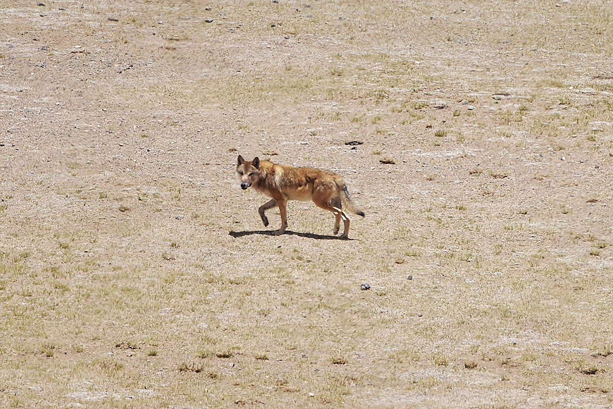 Wolf | Photo par Liu Bin