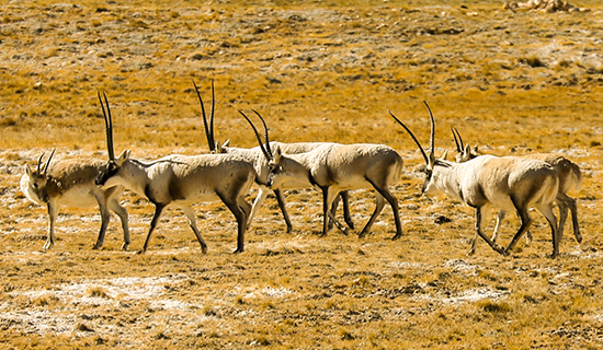 Observation des Oiseaux et des Animaux Sauvages au Nord du Tibet Qiangtang