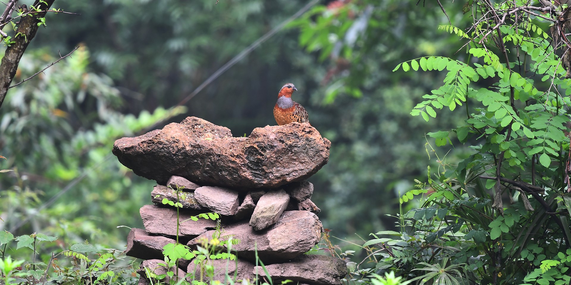 Observation des Oiseaux et des Animaux Sauvages au Sud Shaanxi et à l’Ouest du Sichuan