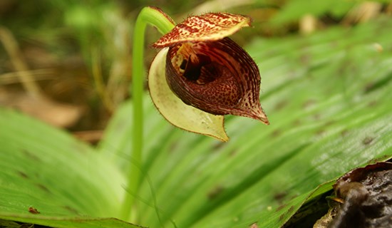 Voyage d’Observation d’Orchidées du Sichuan Occidental