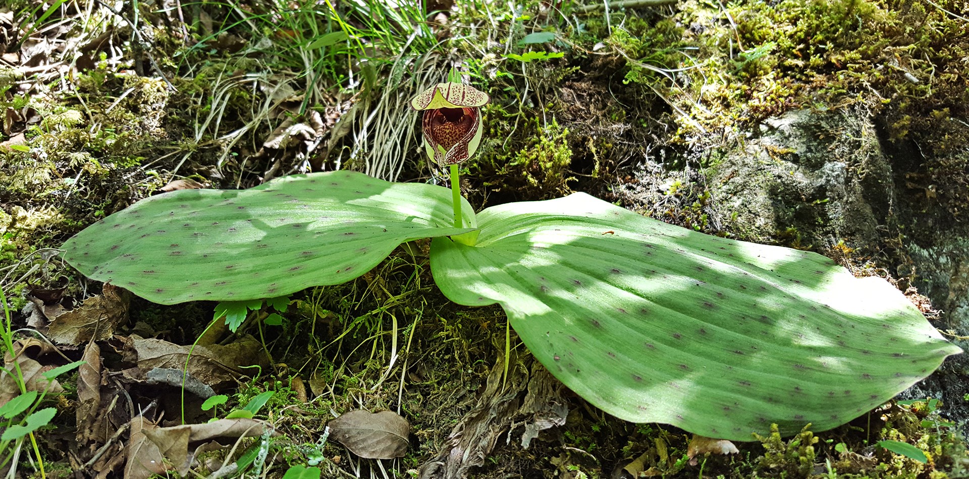 Visite de la Flore dans Régions Tibétaines de Kham et d'Amdo