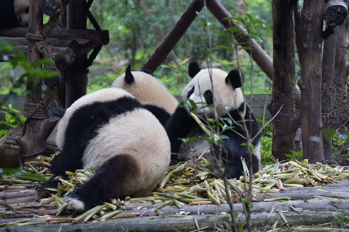 Pandas in Chengdu | Photo par Liu Bin