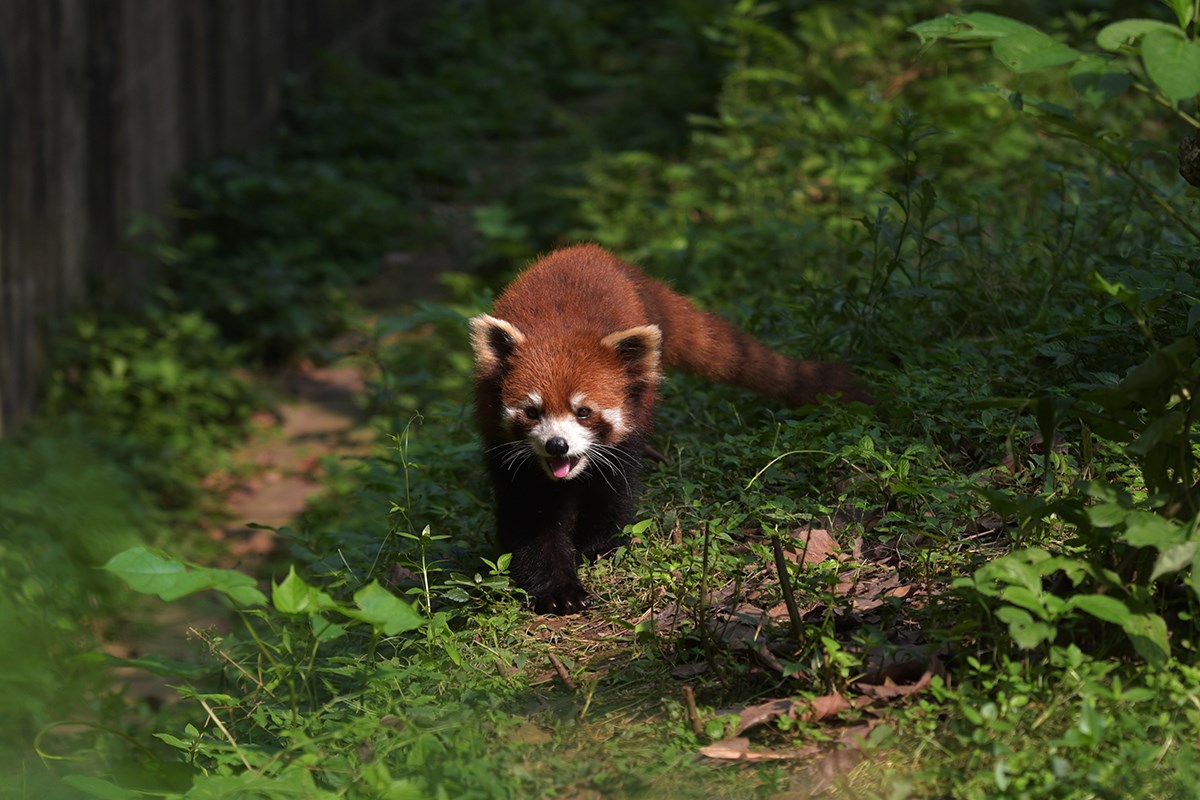 Red Pandas in Chengdu | Photo par Liu Bin