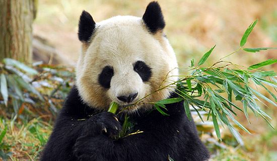 Voyage en Train de Lhassa à Chengdu