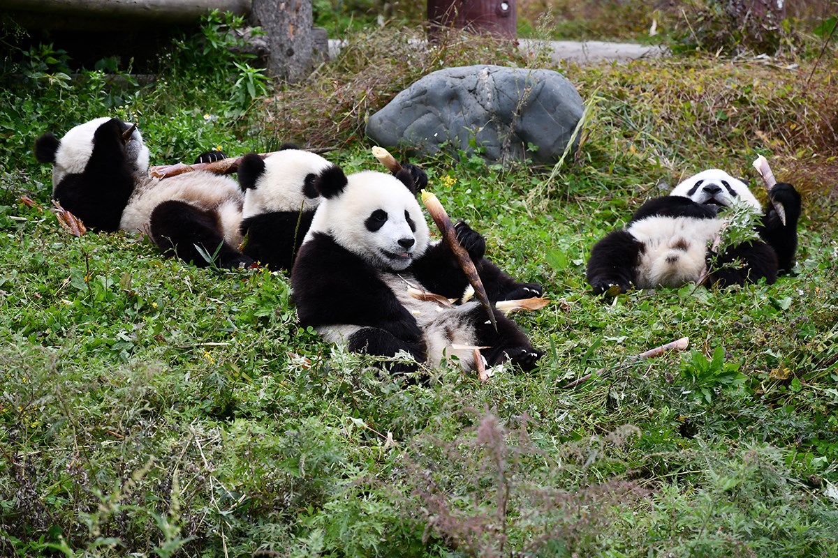 Panda in Wolong | Photo par Liu Bin