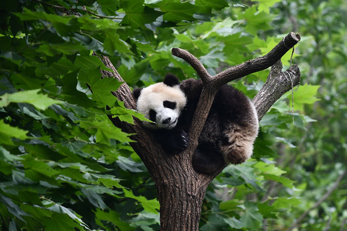Panda in Dujiangyan | Photo par Liu Bin